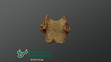 medieval era occipital bone basilar - 3d model access3d c93d46f 3d print model - Mito3D