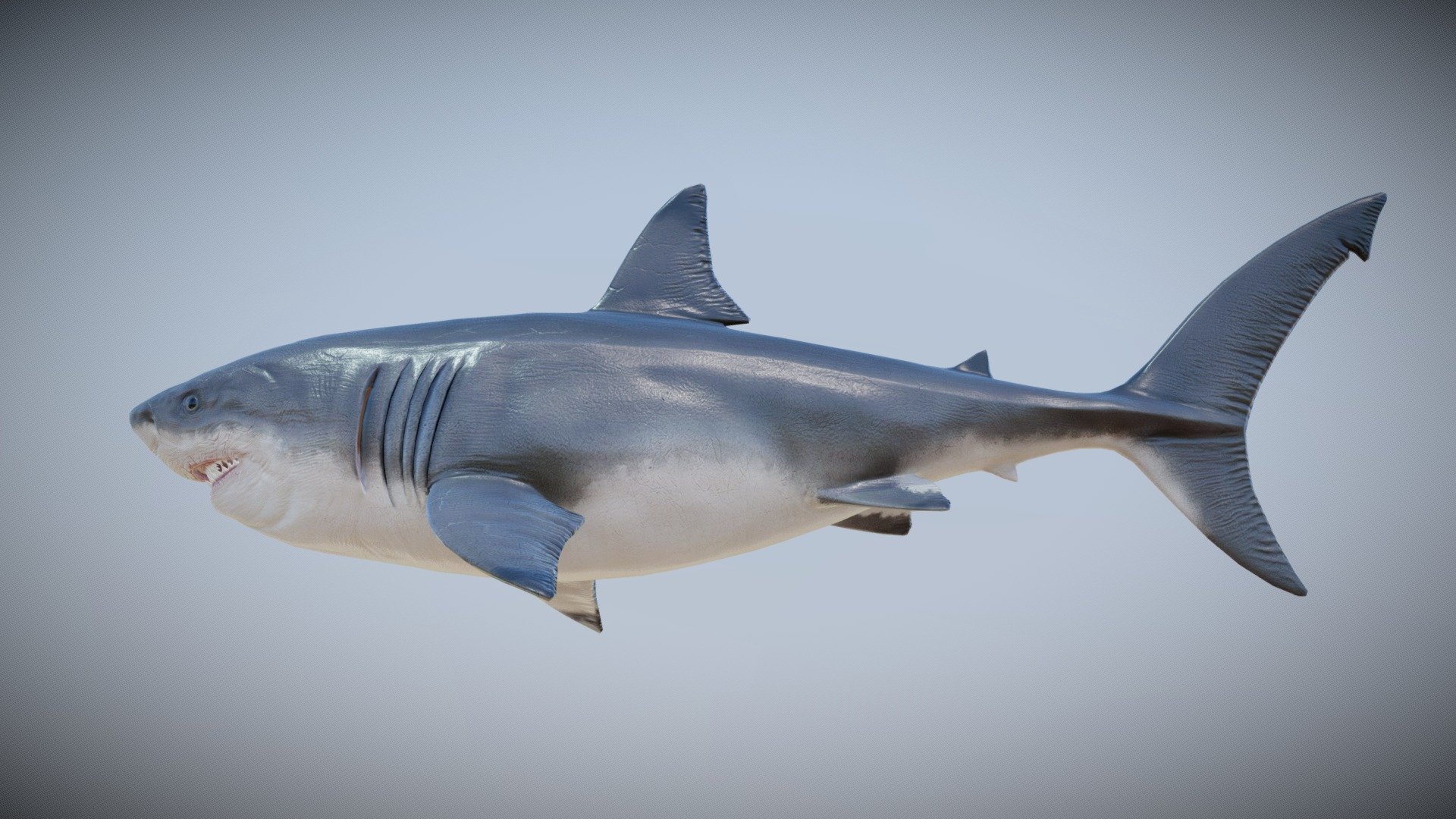 megalodon acquistare royalty gratuito 3d modello pxltiger 71633d4 3D print model - Mito3D