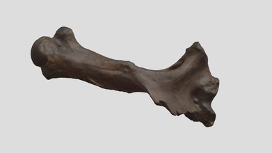 megalonyx humerus vcu 3d 4149 - model virtual curation lab virtualcurationlab 2a198b4 jefferson ground sloth jeffersonii 3-d scanned go scan50 scanner december 2018 academy natural sciences philadelphia purchased richard harlan 1829 repository specimen number ansp 12486 courtesy virginia commonwealth university seed grant supported research trip made scanning effort possible 3d print model - Mito3D