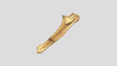 megalonyx ulna vcu 3d 4132 - model virtual curation lab virtualcurationlab 986ddb7 giant ground sloth jeffersonii sent thomas jefferson late 1700s cave now west virginia 3-d scanned nextengine desktop scanner december 7 2018 academy natural sciences philadelphia repository specimen number ansp 12508 courtesy commonwealth university seed grant supported research trip made scanning effort possible 3d print model - Mito3D