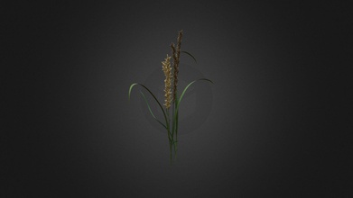 melica ciliata - buy royalty free 3d model evermotion 6a79ae5 highly detailed plant all textures shaders materials ready use just put into your scene 3d print model - Mito3D