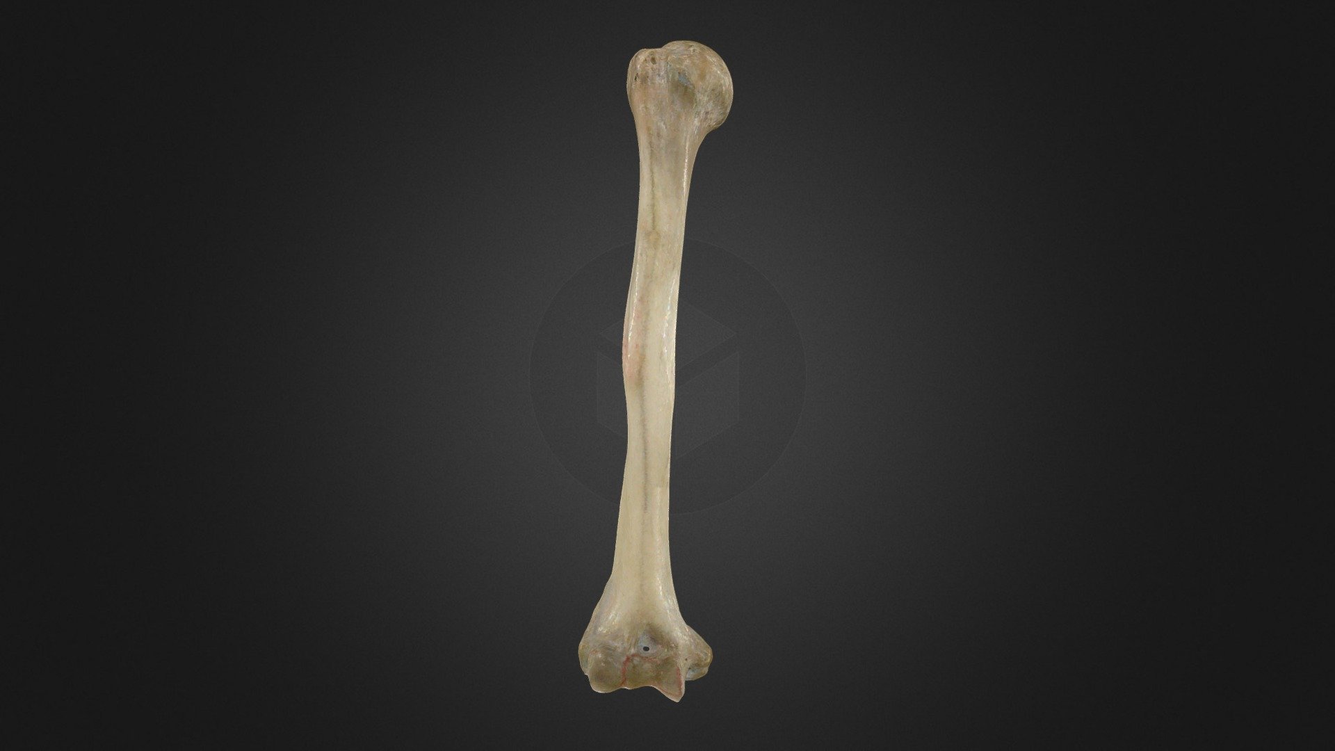 Semplice omero acquistare royalty gratuito 3d modello anatomia umano gonzalo matzner brasile braccio ossatura spalla superiore arto membro 3D print model - Mito3D