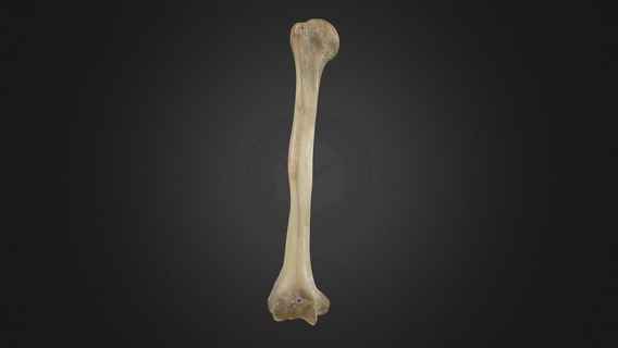 Semplice omero acquistare royalty gratuito 3d modello anatomia umano gonzalo matzner brasile braccio ossatura spalla superiore arto membro 3d print model - Mito3D
