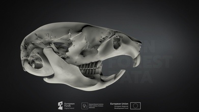 microto campo ratazana terrier enterrar baixar livre 3d modelo mamífero instituto Polônia mammalresearchinstitutepas f1733f0 3d print model - Mito3D