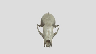 visón cráneo descargar gratis 3d modelo risd laboratorio naturaleza risdnaturelab e7b167c 3d print model - Mito3D