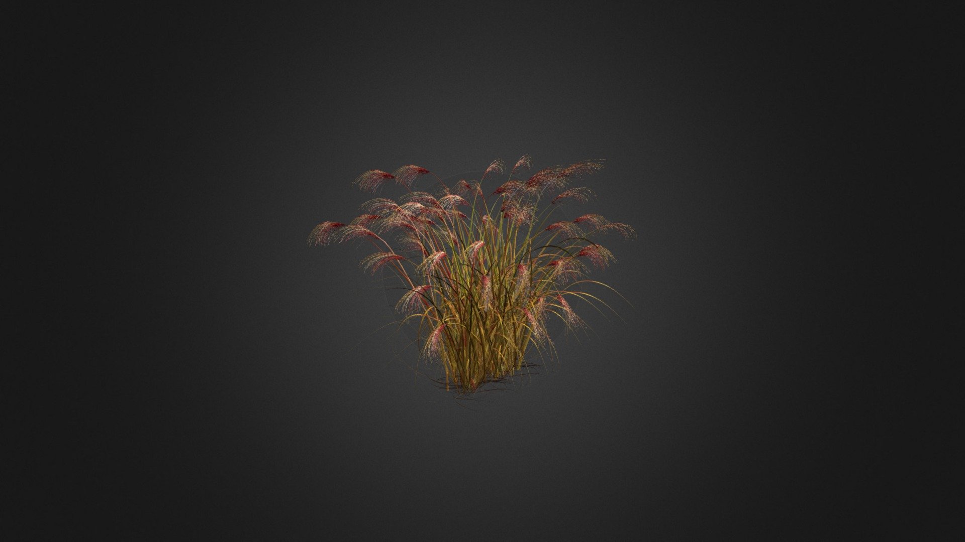 miscanthus sinensis - buy royalty-free modello 3d evermotion 4c04127 altamente dettagliato, 3d, modello, pianta, tutte le texture e shader dei materiali pronto uso appena messo in scena 3D print model - Mito3D