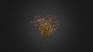 miscanthus sinensis - buy royalty free 3d model evermotion 4c04127 highly detailed plant all textures shaders materials ready use just put into your scene 3d print model - Mito3D