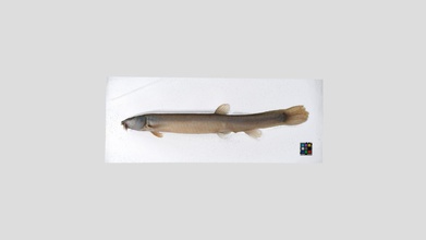 misgurnus anguillicaudatus - 3d model ffishasia 63335ab https page specimen&pid 51667 3d print model - Mito3D