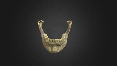 moderno homo sapiens mandíbula descargar gratis 3d modelo digital atlas antiguo vida digitalatlasofancientlife cdaea40 3d print model - Mito3D