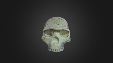moderno homo sapiens crânio baixar livre 3d modelo digital Atlas antigo vida digitalatlasofancientlife a40f366 3d print model - Mito3D