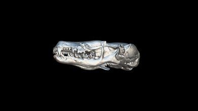 mole skull indir Bedava 3d model thunk3d lilyqin1 bb84cd5 3d print model - Mito3D