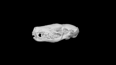 Talpa cranio Scarica gratuito 3d modello thunk3d scanner diana123456 1ced7db 3d print model - Mito3D