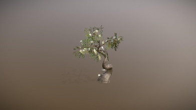 money tree created speedtree - 3d model mavahtin f60c4c4 3d print model - Mito3D