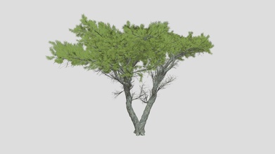 Monterey cyprès arbre acheter royalties libre 3d modèle datec studio dc588dd 3d print model - Mito3D