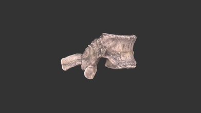 morotopithecus bishopi 25011rp62 - 3d model rla archaeology rla-archaeology 3d1b1bb location moroto ii karamoja district uganda age &gt 14 million years ago material epoxy resin cast notes catalog no vertebrae designated ump 67-28 collected between 1961 1963 ww bishop f whyte d allbrook made wenner-gren foundation casting program university museum pennsylvania teaching collection research laboratories north carolina chapel hill aidan paul 3d print model - Mito3D