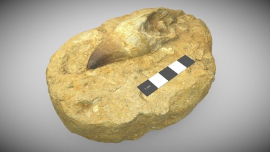 mosasaur tooth showing replacement - 3d model uq school earth environmental sciences sees 83ede84 3d print model - Mito3D