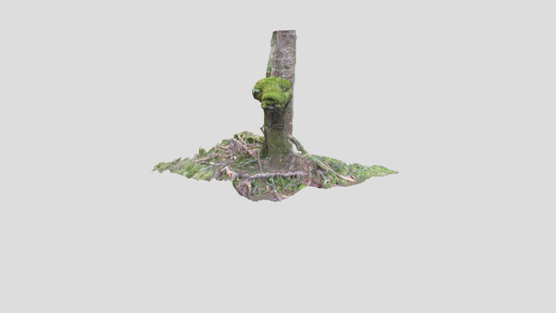 moss dinossauro cabeça - modelo 3d gerg 5a6cc4e mossy escondendo madeiras musgo 3D print model - Mito3D