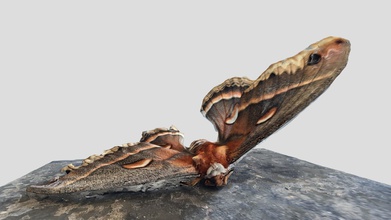 moth - download free 3d model zatamite 9d1facf found my picknic table asset generated photogrammetry software 3df zephyr v5000 processing 64 images 3d print model - Mito3D