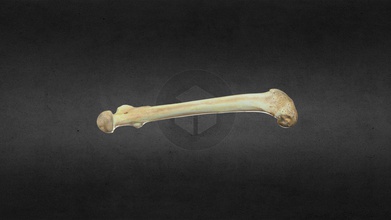 mscc007 ursus americanus linken femur - download Kostenlose 3d-Modell mammoth site in hot springs sd inc 02083ae american black bear 3d print model - Mito3D