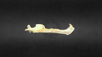 mscc007 ursus americanus maxillaire inférieur droit - téléchargement gratuit modèle 3d mammoth site hot springs sd inc e177dbf de la mandibule ours noir américain 3d print model - Mito3D