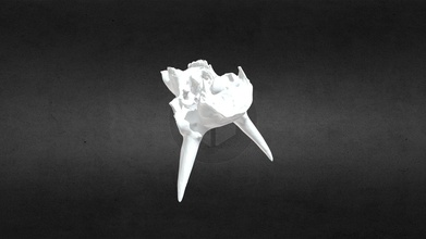 mscc051 antilocapra americana cranio - scarica gratis 3d modello mammut sito hot springs, sd inc b89b33e pronghorn 3d print model - Mito3D
