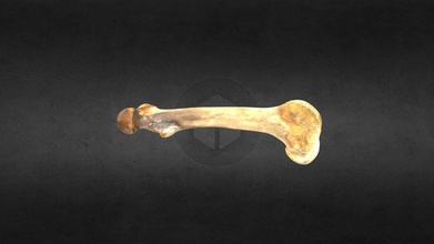 mscc052 ovibos moschatus left femur - download free 3d model mammoth site hot springs sd inc 416bfd6 musk ox 3d print model - Mito3D