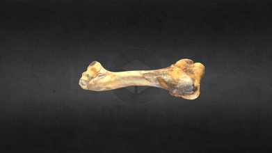 mscc052 ovibos moschatus left humerus - download free 3d model mammoth site hot springs sd inc 435fb77 musk ox 3d print model - Mito3D