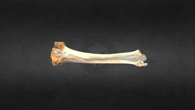 mscc052 ovibos moschatus left tibia - download free 3d model mammoth site hot springs sd inc 65032e2 musk ox 3d print model - Mito3D