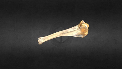 mscc052 ovibos moschatus right tibia - download free 3d model mammoth site hot springs sd inc 22f78c0 musk ox 3d print model - Mito3D