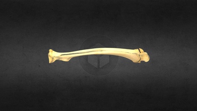 mscc098 puma concolor juvenile Links radius - download Kostenlose 3d-Modell mammoth site in hot springs sd inc 666ee0f Jugendliche cougar, mountain lion-puma 3d print model - Mito3D