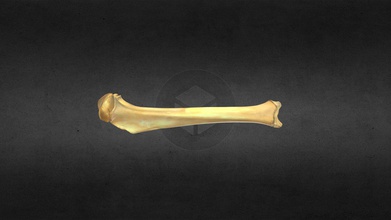 mscc098 puma concolor juvenile linke tibia - download Kostenlose 3d-Modell mammoth site in hot springs sd inc 9350b96 die Jugendliche cougar 3d print model - Mito3D