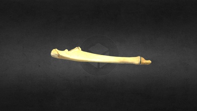 mscc098 puma concolor juvenile linke ulna - download Kostenlose 3d-Modell mammoth site in hot springs sd inc cab0420 die cougar, mountain lion-puma 3d print model - Mito3D