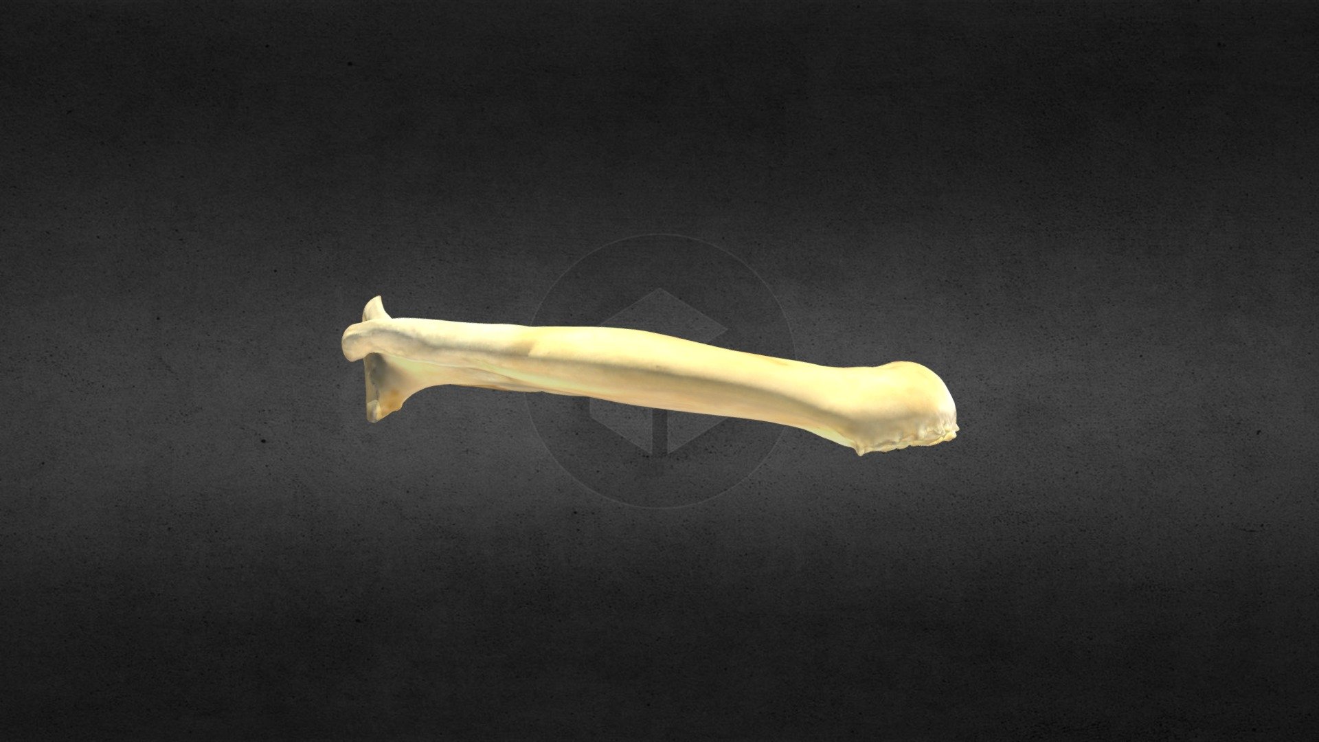 mscc098 puma concolor juvenil direito de mandíbula - download grátis modelo 3d mamute site hot springs sd inc 5c4a567 cougar mountain lion 3D print model - Mito3D