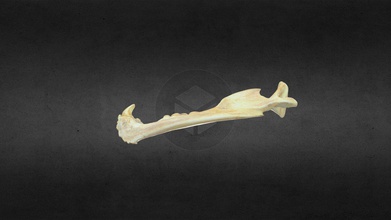 mscc 007 u americanus 4e5d279 mandibula örgü - download ücretsiz 3d model sharonholte bıraktı Amerikan kara ayısı ursus mesh sol indir 3d print model - Mito3D