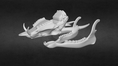 muntjac skull chinese water deer 3dprint - buy royalty free 3d model danelle prescott 3d print model - Mito3D