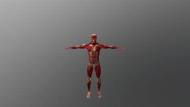 muscular, sistema esquelético - anatomia modelo 3d ufulio a15b72e muscular-esquelético, 3d print model - Mito3D