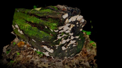 mushrooms mossy log woods - photogrammetry buy royalty free 3d model tshahan 3123b77 3d print model - Mito3D