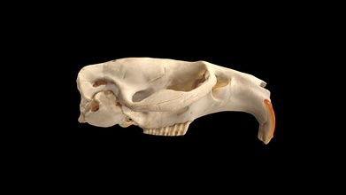 rat musqué ondatra zibethicus crâne 3d modèle uwlzooarch uwlarch 9a1bb0a 3d print model - Mito3D