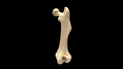 muskrat ondatra zibethicus femur - 3d model uwlzooarch uwlarch ff4c12e 3d print model - Mito3D