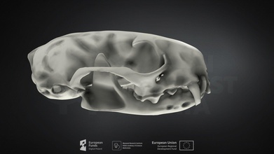 mustela Putorius europeu doninha baixar livre 3d modelo mamífero instituto Polônia mammalresearchinstitutepas 062cc6a 3d print model - Mito3D