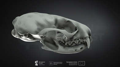 mustela vison american mink norka ameryka ska - download free 3d model mammal institute pas poland mammalresearchinstitutepas 5511026 3d print model - Mito3D