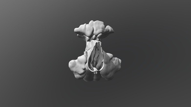 nasal cavidad paranasal senos nasales comprar realeza gratis 3d modelo Valchanov formación printable seno cráneo huesos 3d print model - Mito3D