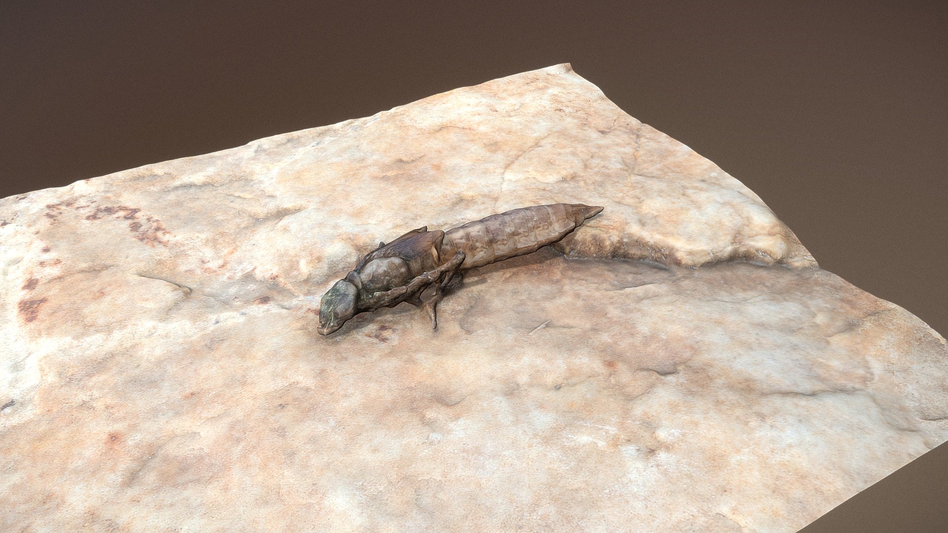 natura morte libélula relíquias 3d modelo matousekfoto 1518731 3D print model - Mito3D