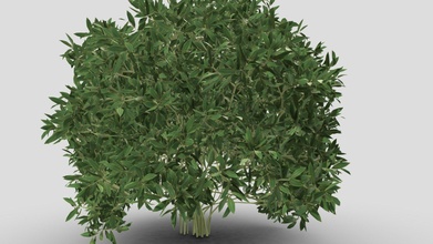 nature cleyera plant - buy royalty free 3d model chandrarati e7ee9b2 3d print model - Mito3D