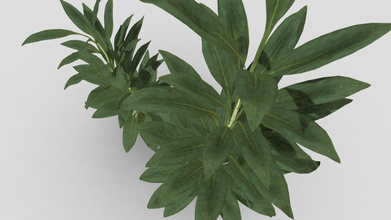 natura pianta cordyline fruticosa glauca acquistare royalty gratuito 3d modello chandrarati 75eaf66 3d print model - Mito3D