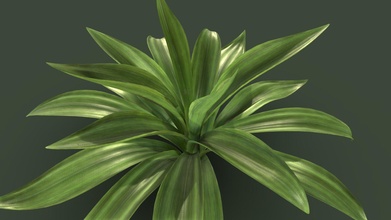 natura piccolo pianta acquistare royalty gratuito 3d modello chandrarati cc43b01 3d print model - Mito3D
