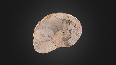 nautiloideo cenoceras pulido sif - download free 3d model museo uv historia natural muvhn c1c694e 3d print model - Mito3D