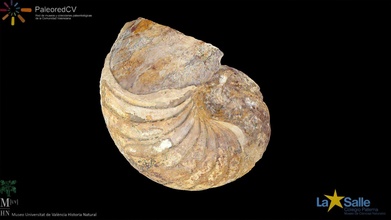 nautiloideo cymatoceras Scarica gratuito 3d modello museo uv storia naturale muvhn 636b865 3d print model - Mito3D