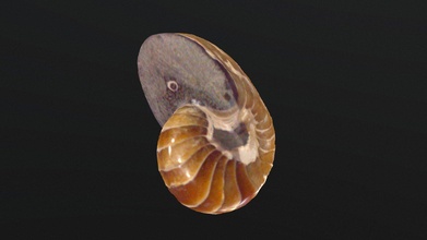 nautiloideo cymatoceras pulido - download free 3d model museo uv historia natural muvhn 6db8a72 3d print model - Mito3D