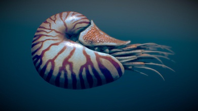nautilus belauensis - buy royalty free 3d model gabriel casamasso gabrielcasamasso d6c710d product pack includes all following formats c4d r19 standard arnold 220 blend 279 cycles fbx obj render ready has been modeled clean topology based quads loops high resolution textures 4k fully bone rigged no modifiers morphtargets being used files contains movements showed previews just using bones very easy animate rigg originally made cinema 4d preview images blender file rig imported so there controllers manipulate available but animated too subdividable portfolio https wwwartstationcom artwork a4qb0 3d print model - Mito3D